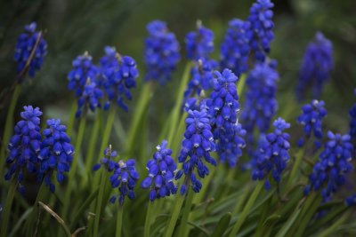 Tulipany i szafirki? Gdyński plan na wiosnę // fot.pixabay.com
