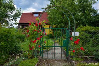 Działki ogrodnicze, zieleń, krzewy, letni dzień. Widoczny domek na ROD, furtka