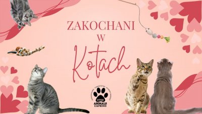 „Zakochani w kotach” (mat. prasowe)