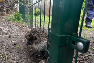 Dzięki szybkiej reakcji Straży Miejskiej, jeż odzyskał wolność i otrzyma niezbędną pomoc (fot. Referat Ochrony Środowiska i Profilaktyki Społecznej Wydziału Straży Miejskiej i Zarządzania Kryzysowego)