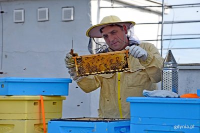 Około 200 tysięcy pszczół zamieszkało na dachu Urzędu Miasta. Zaopiekuje się nimi pszczelarz - Robert Klimek // fot. Paweł Kukla