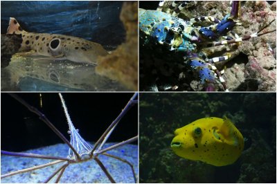 Rekin epoletowy, arotron cytrynowy, krab pajakowy i langusta to nowe nabytki Akwarium Gdyńskiego // fot. materiały prasowe Akwarium Gdyńskiego