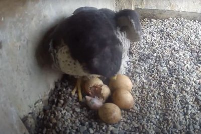 Moment narodzin zarejestrowany przez kamerę zamontowaną w gnieździe gdyńskich sokołów // (materiały Peregrinus.pl)