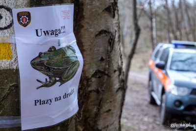Ostrzeżenie dla kierowców i rowerzystów o przechodzących drogę płazach. Fot. gdynia.pl