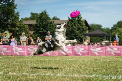 Pies skaczący, aby złapać różowe frisbee podczas zawodów 