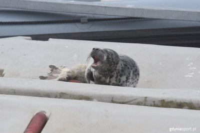 Marinę Gdynia odwiedziła dziś foka // fot. M. Iwanowicz-Mongird, P. Stasiak/gdyniasport.pl