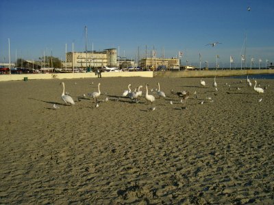Ptaki wodne na plaży w Gdyni Śródmieściu / fot. materiały promocyjne Wydziału Środowiska UM Gdyni