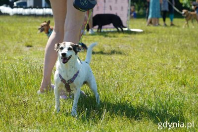 3. edycja Pikniku Psów Adoptowanych odbyła się w parku Kolibki (fot. Magdalena Starnawska)