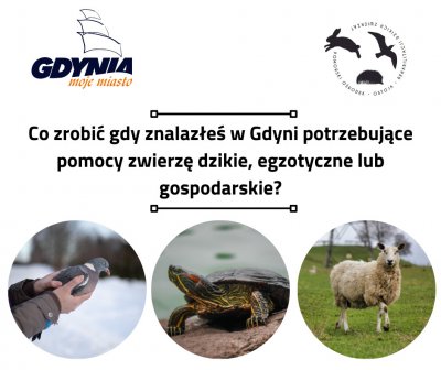Grafika: Co zrobić, gdy znalazłeś w Gdyni potrzebujące pomocy zwierzę dzikie, egzotyczne lub gospodarcze? // mat. prasowe fundacji „Ostoja”