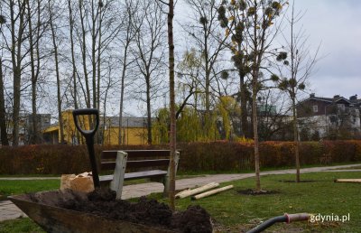 Kolejny etap nasadzania drzew odbył się na Witominie // fot. D. Kowalski