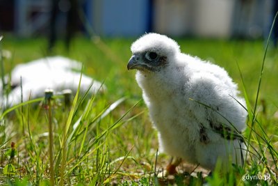 Młody sokół wędrowny. Śnieżnobiałe, puchowe umaszczenie. Ptak stoi na zielonym trawniku.