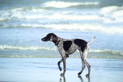 Psie plaże od jutra rozpoczynają sezon // fot. Pixabay.com