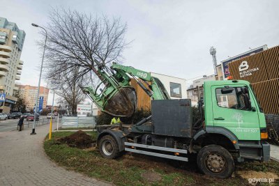 W nowym miejscu - choć oddalonym o zaledwie kilkaset metrów od wcześniejszego - będzie teraz rosło 10 młodych, ale już dorosłych drzew ze skrzyżowania w centrum Witomina, fot. Kamil Złoch