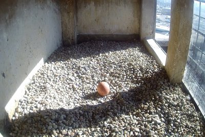 Gniazdo sokołów wyłożone drobnymi kamykami, na środku brązowe jajo.