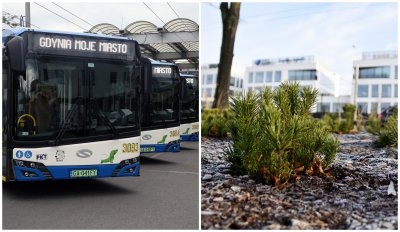 Po lewej: Elektryczne trolejbusy ustawione w rzędzie. Na wyświetlaczach mają napis: Gdynia - moje miasto. Po prawej: ogród deszczowy przy al. Zwycięstwa w Orłowie