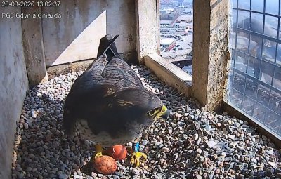 Nowa para gdyńskich sokołów ma pierwsze w sezonie jaja (fot. zrzut ekranu WebCam - Gdynia PGE EC)