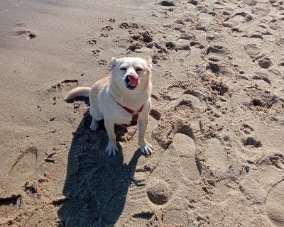 Z psem na plaży w Gdyni // Wera Weronika z naszej grupy na FB 
