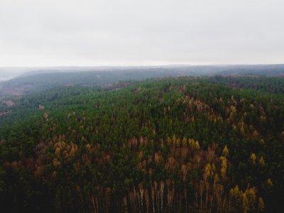 na zdjęciu las z góry