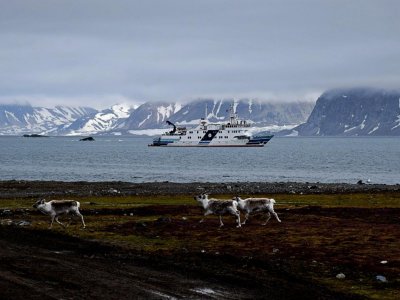 Statek Horyzont II płynie wzdłuż brzegu Spitsbergen, po lądzie biegną krowy