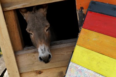 Do Straży Miejskiej w Gdyni wpłynęły dwa wnioski o interwencję w sprawie sytuacji zwierząt – osła, kozła i dwóch królików, które na stałe przebywały w ogrodzie społecznym przy ul. Opata Hackiego. (fot. materiały własne)