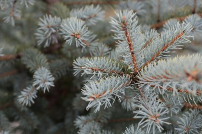 Choinki podlegają selektywnej zbiórce odpadów // fot. pixabay.com
