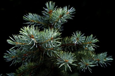 Zielone gałęzie drzewka iglastego (fot. pixabay.com)