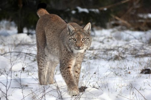 Ryś (zdjęcie ilustracyjne), fot. Pixabay