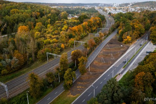 Aleja Zwycięstwa, las, teren zielony między jezdniami, widoczne nasadzenia, jesień