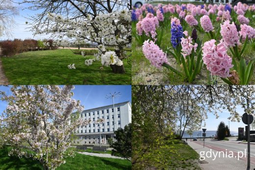 Na zdjęciu (od lewej): Promenada Królowej Marysieńki, Urząd Miasta, hiacynty przy ul. Wielkopolskiej, al. Marszałka Piłsudskiego (fot. Magdalena Starnawska)