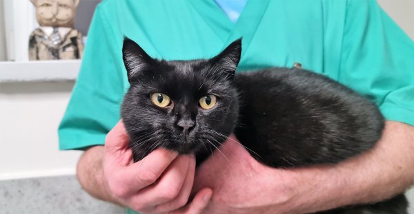 Akcja sterylizacji i kastracji kotów właścicielskich sukcesem