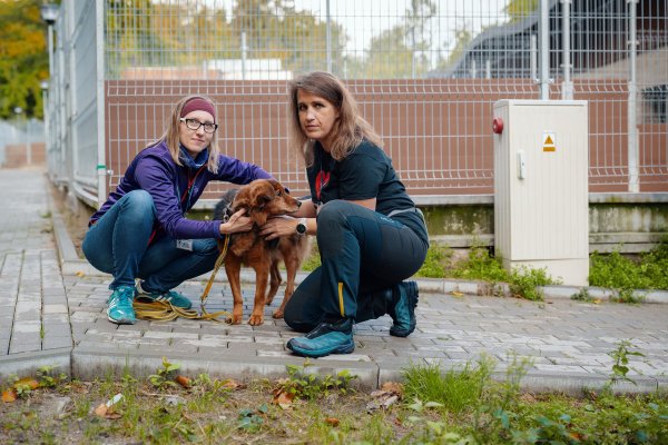 Twarze Pomagania. Ciapkowe psiaki pod dobrą opieką