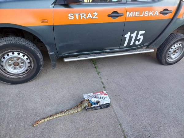 Boa w pudełku! Makabryczne znalezisko w lesie! 