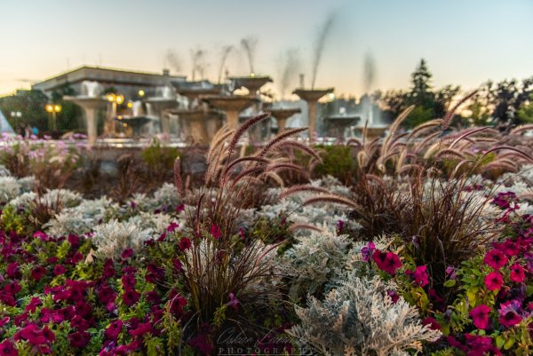 Tak będzie kwitła Gdynia. Zaglądamy do planu nasadzeń