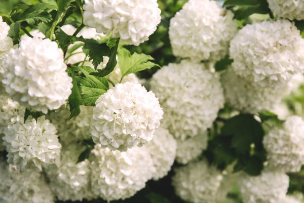 Obchody Dnia Papieskiego