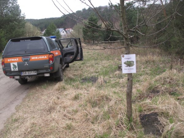 Uwaga! Żaby na drodze