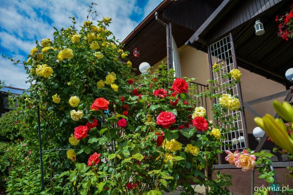 Wsparcie od Gdyni dla Rodzinnych Ogrodów Działkowych 