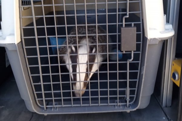 Borsuk w Wielkim Kacku. Interweniowała Straż Miejska