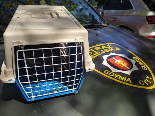 Ratowali kaczki. Niecodzienna akcja strażników miejskich 