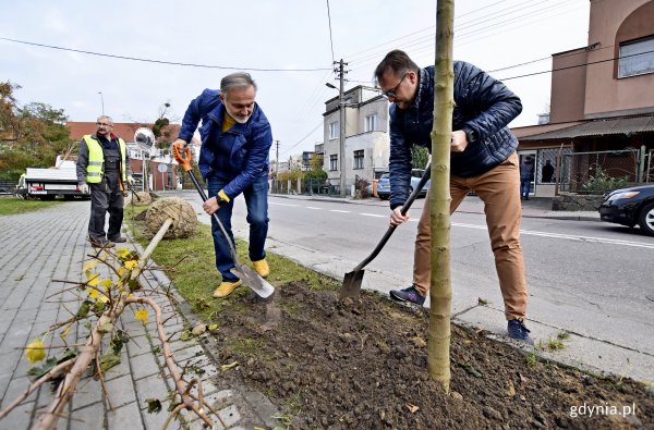 Zielona Legionów. Nowy szpaler drzew