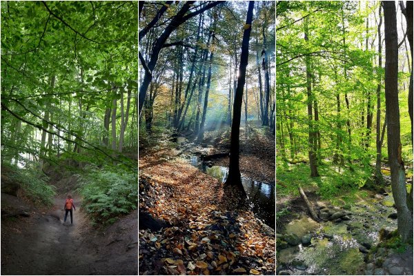 Latem odwiedź gdyńskie rezerwaty