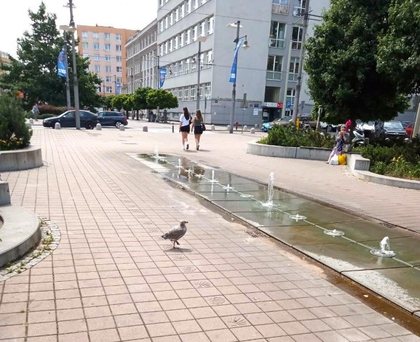 Nadszedł czas podlotów. Zostawmy je w spokoju