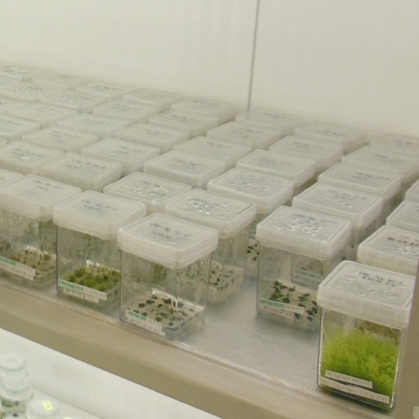 Mięsożerne rośliny z in vitro