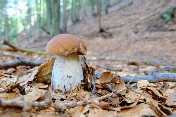 Pomysł na weekend? Grzybobranie!