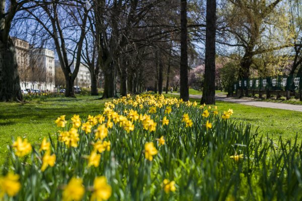 20 tysięcy nowych kwiatów na wiosnę 