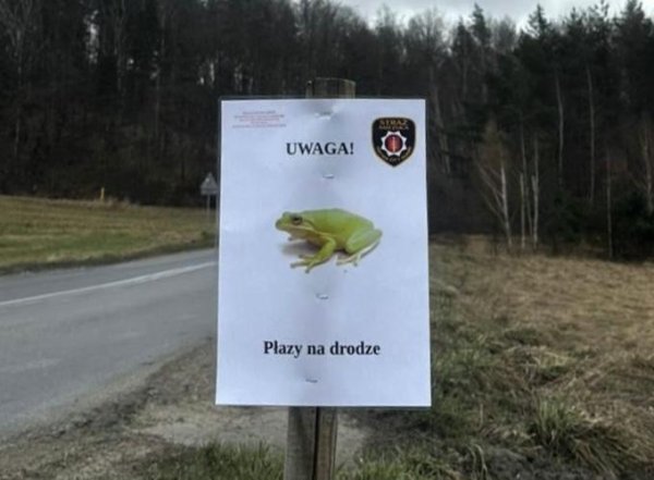 Ostrożnie, żaba na drodze!