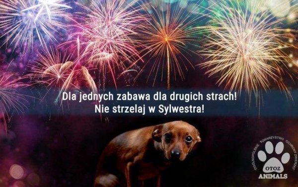 Zamiast strzelać w Sylwestra – pomóż zwierzakom