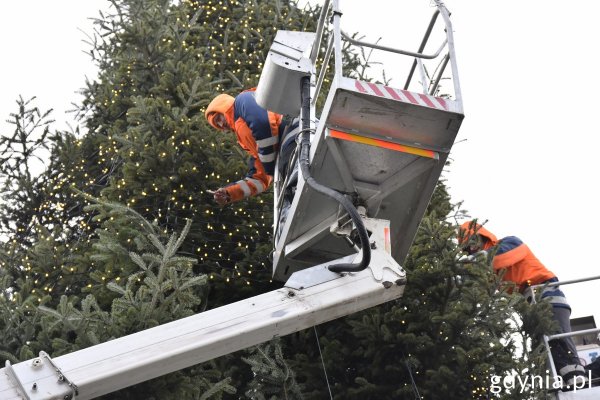 Gdyńska choinka nabiera kolorów