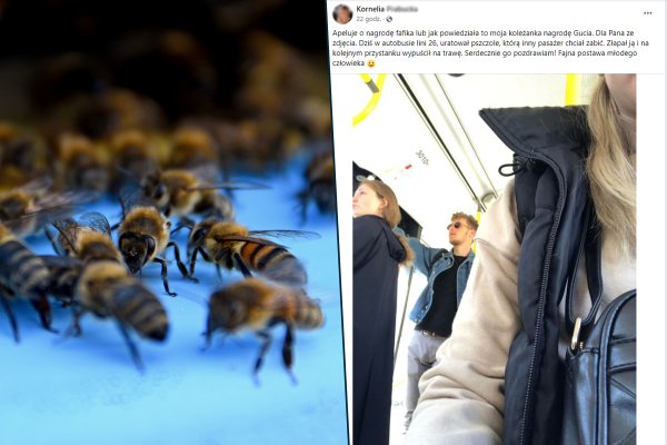 Historia jednej pszczoły