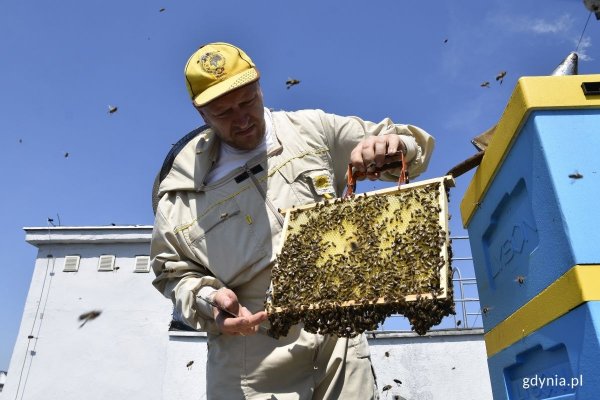 Porozmawiaj z pszczelarzem i poznaj świat zapylaczy