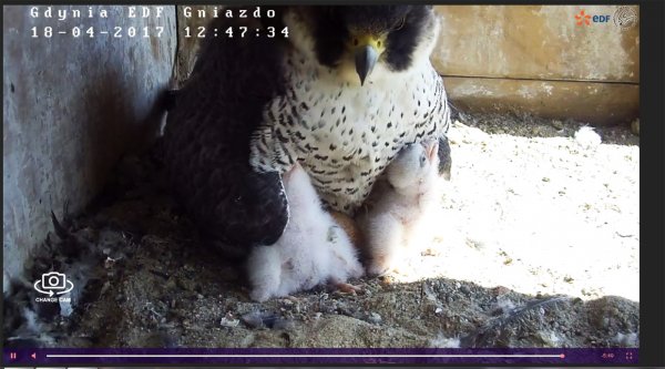 Wielkanocne sokoły – Bryza i Bosman rodzicami 